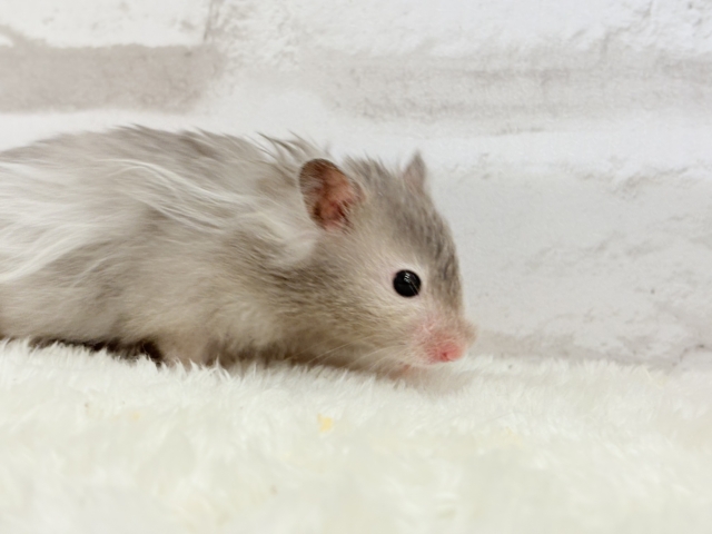 ゴールデンハムスター