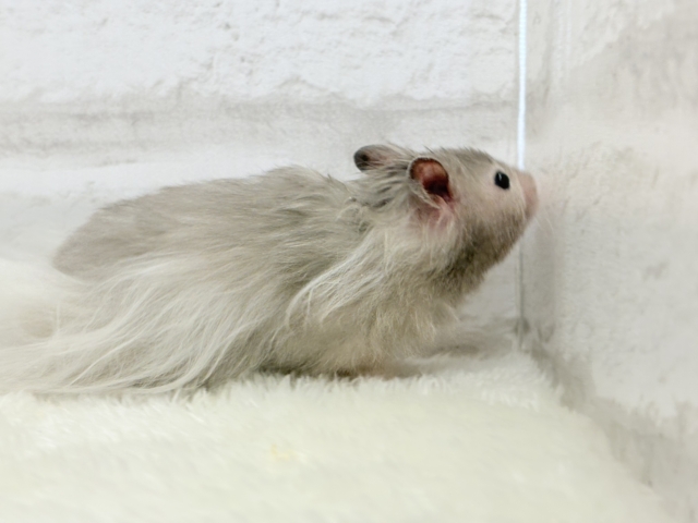 ゴールデンハムスター