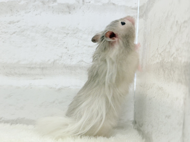 ゴールデンハムスター