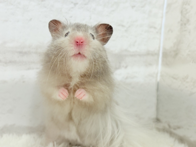 ゴールデンハムスター