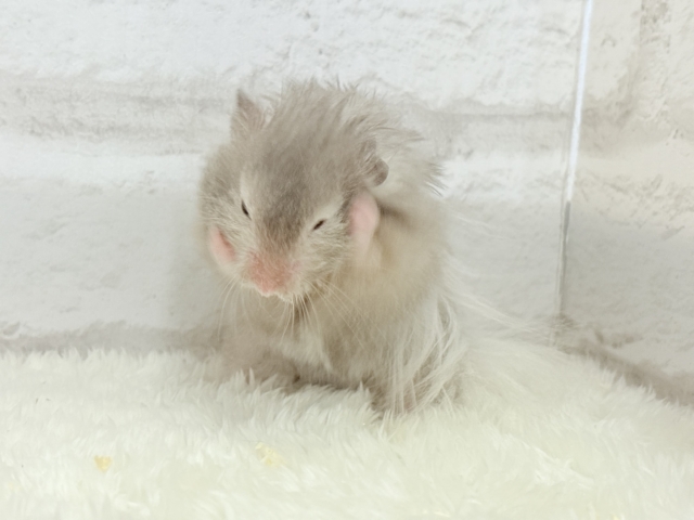 ゴールデンハムスター