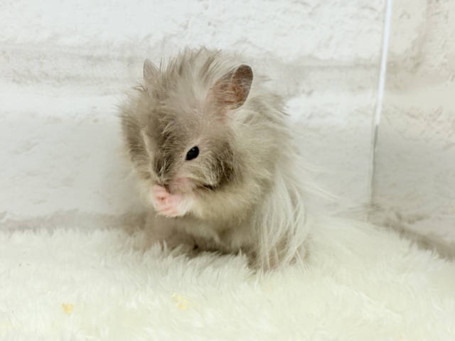 ゴールデンハムスター