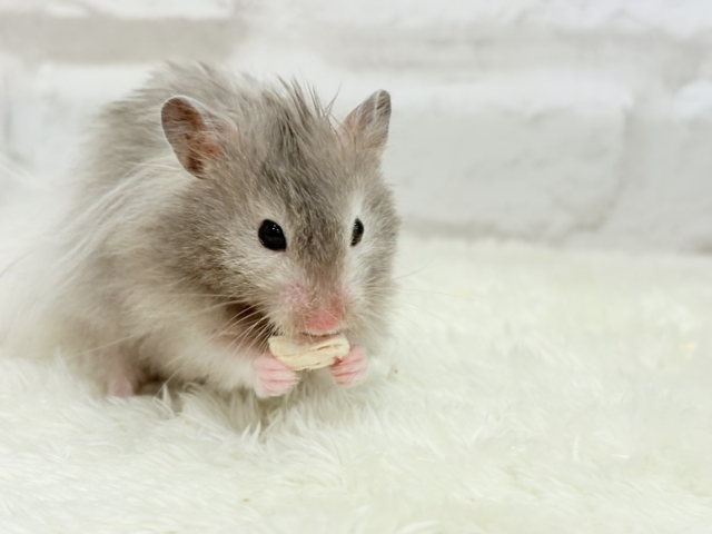 ゴールデンハムスター