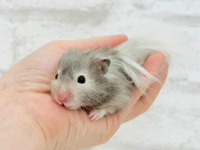 ゴールデンハムスター