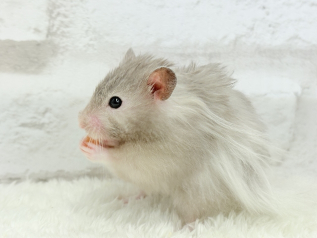 ゴールデンハムスター