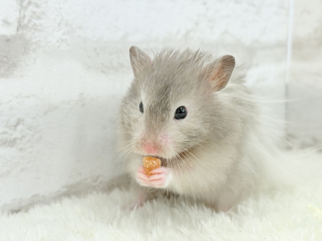 ゴールデンハムスター