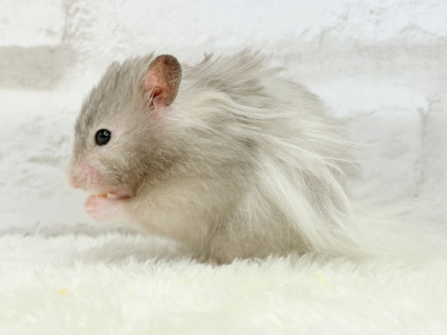 ゴールデンハムスター