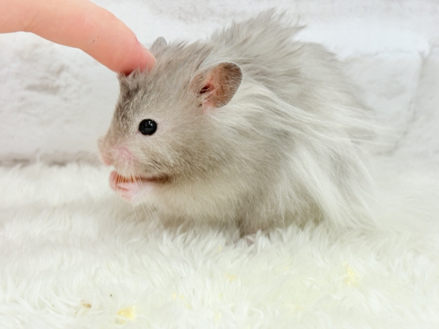 ゴールデンハムスター