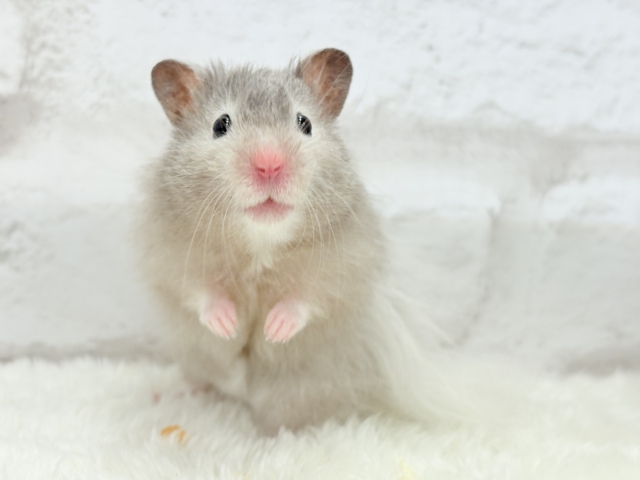 ゴールデンハムスター