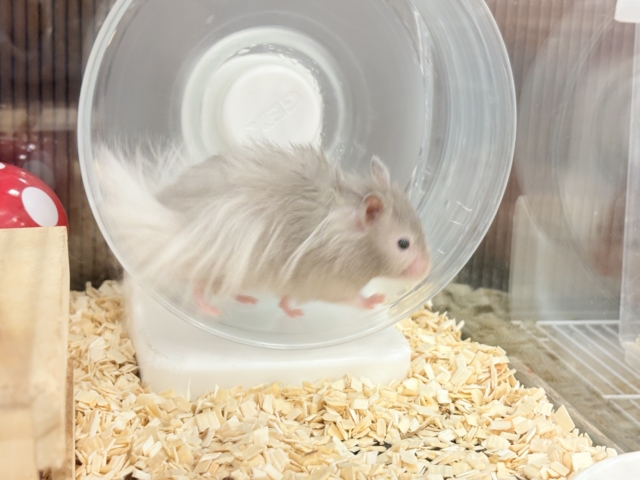 ゴールデンハムスター