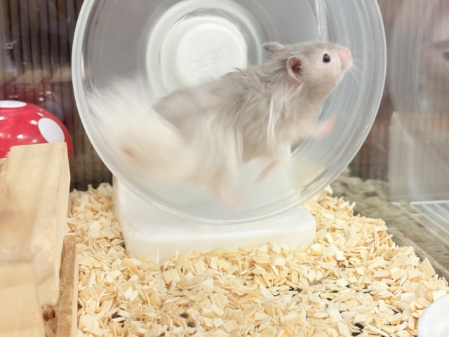 ゴールデンハムスター