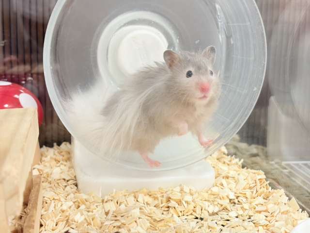 ゴールデンハムスター