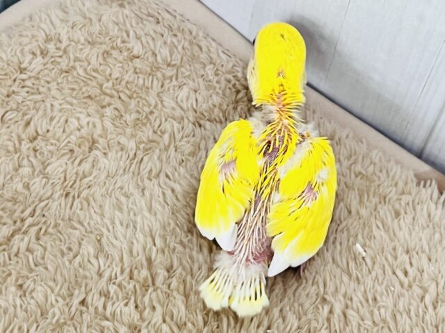 コザクラインコ（小桜インコ）