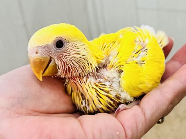 コザクラインコ（小桜インコ）