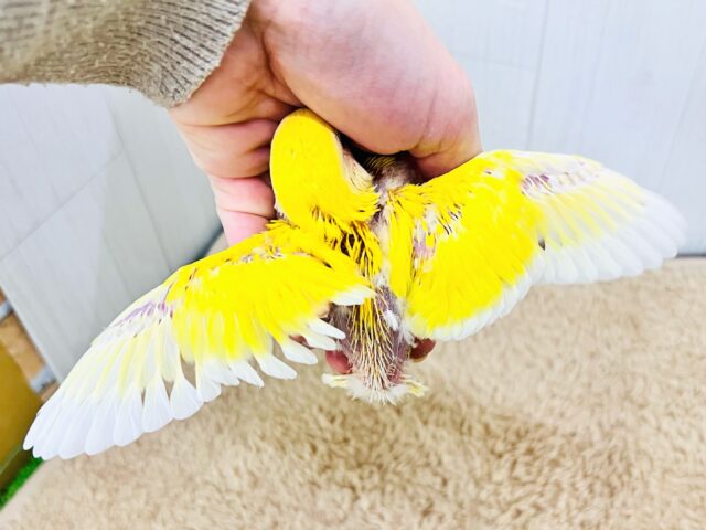コザクラインコ（小桜インコ）