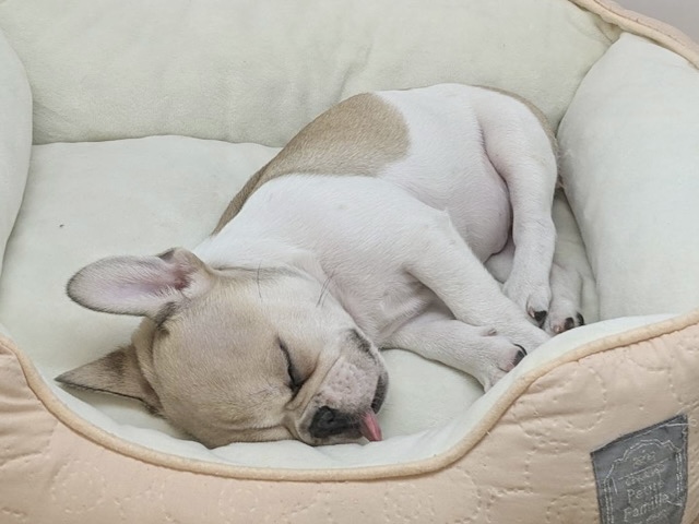 フレンチブルドッグ