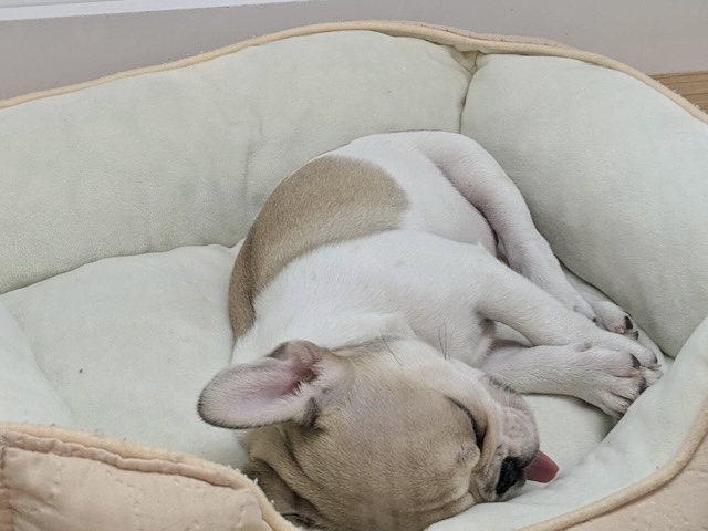 フレンチブルドッグ