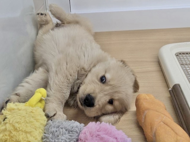 ゴールデンレトリバー