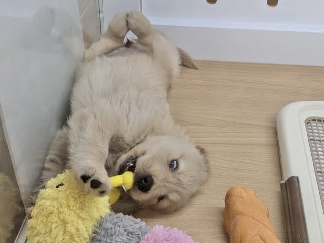 ゴールデンレトリバー