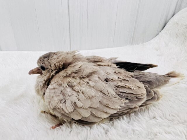 ジュズカケバト