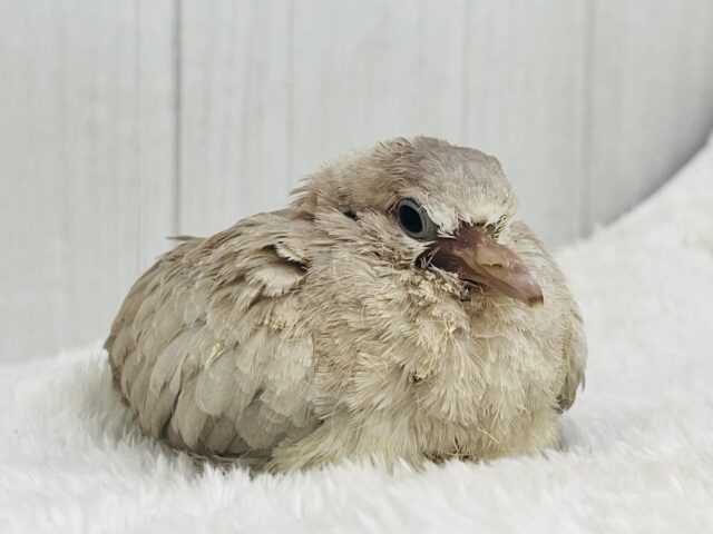 ジュズカケバト