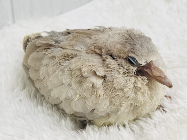 ジュズカケバト