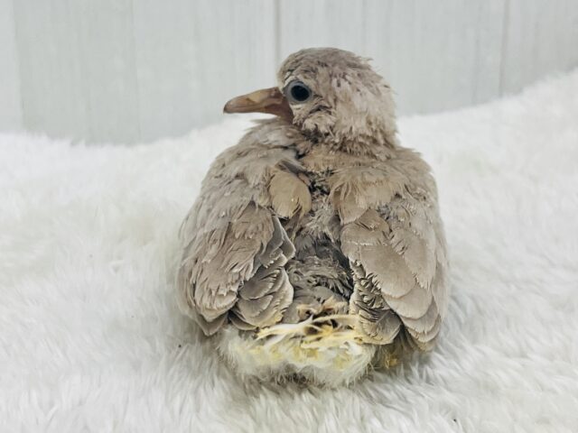 ジュズカケバト