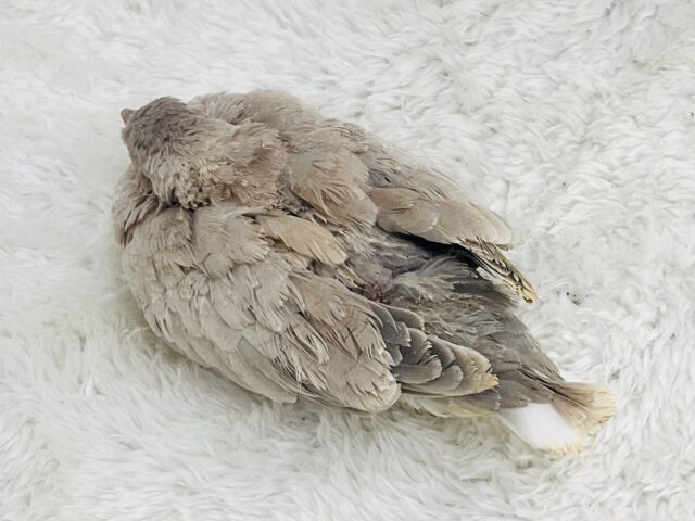 ジュズカケバト