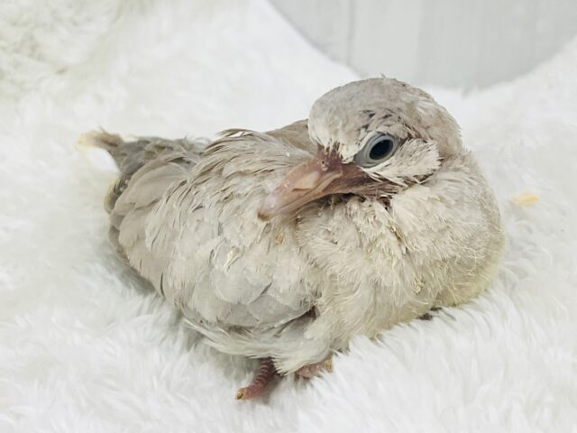 ジュズカケバト