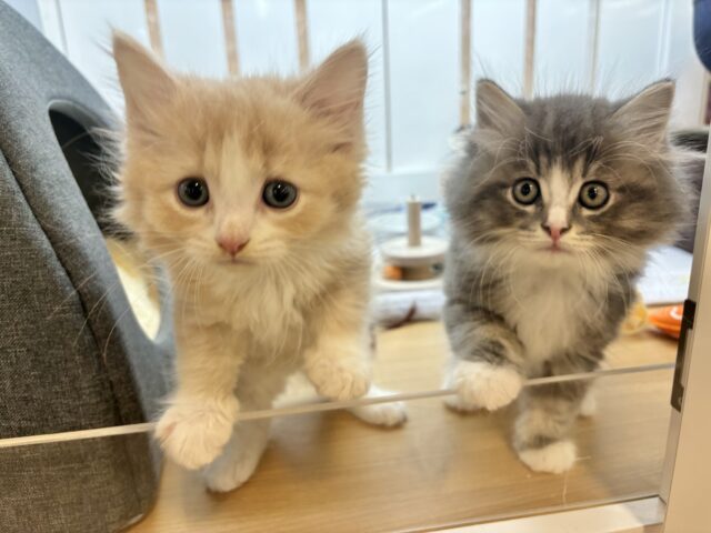 アイラブなでな〜で♥サイベリアンくん! サイベリアン