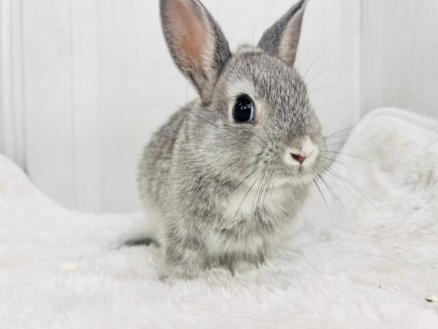 ミニウサギ