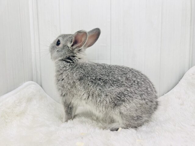 ミニウサギ