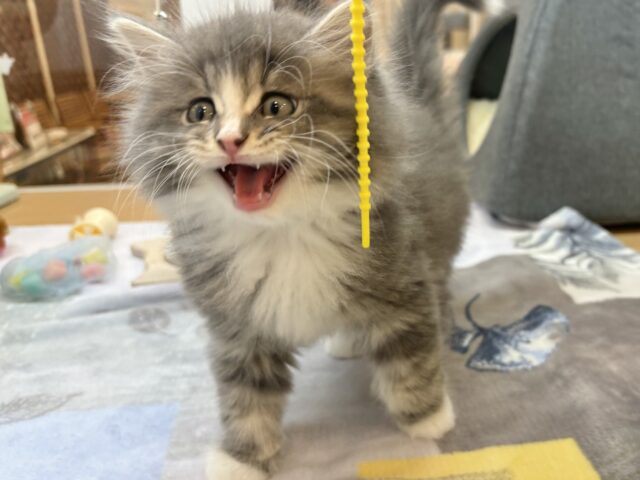 アイラブなでな〜で♥サイベリアンくん! サイベリアン