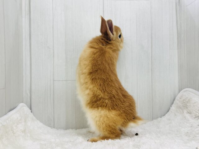 ミニウサギ