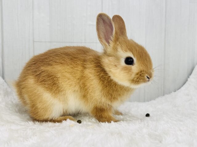ミニウサギ