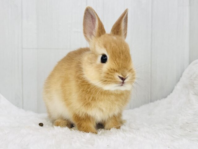 ミニウサギ