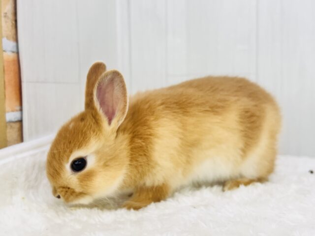 ミニウサギ
