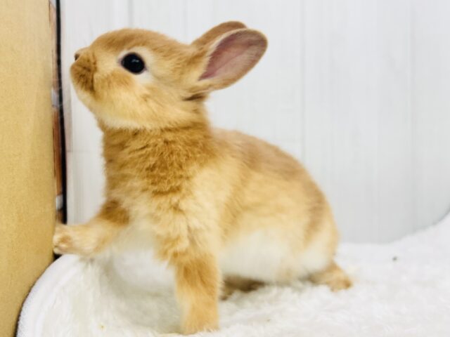 ミニウサギ