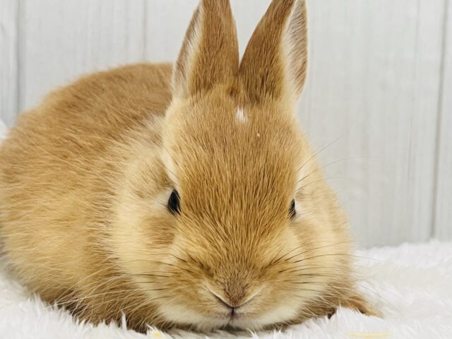 ミニウサギ