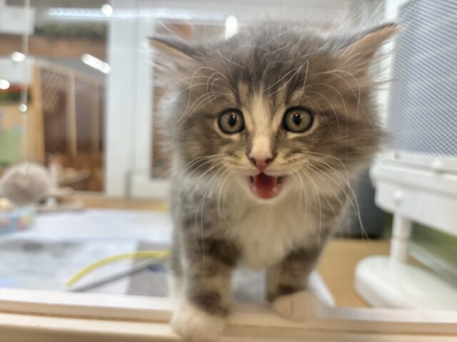 アイラブなでな〜で♥サイベリアンくん! サイベリアン