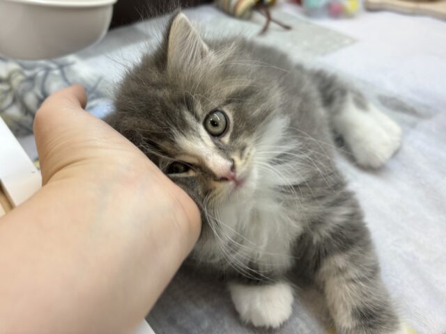 アイラブなでな〜で♥サイベリアンくん! サイベリアン