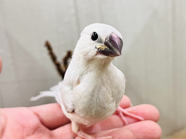 シルバー文鳥