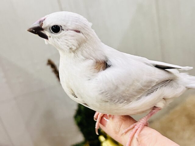 シルバー文鳥