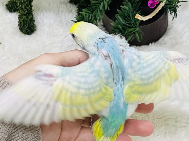 セキセイインコ