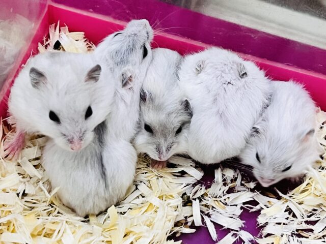 ジャンガリアン