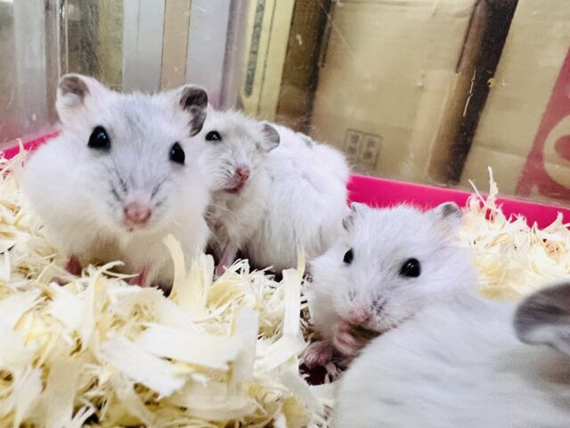 ジャンガリアン