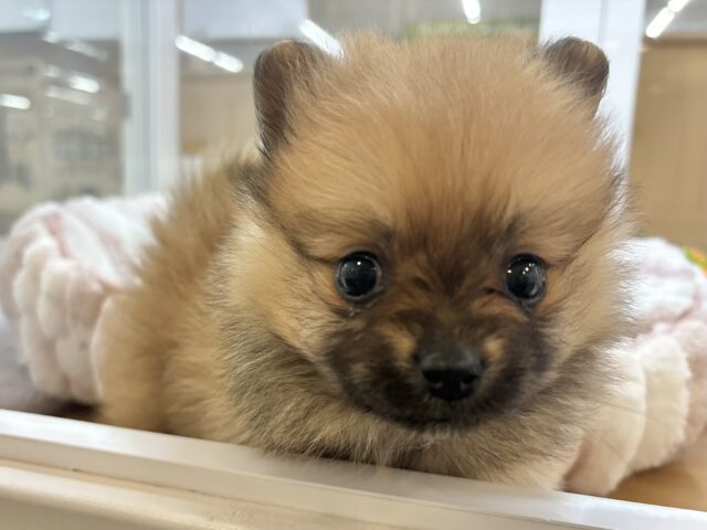 ポメラニアン