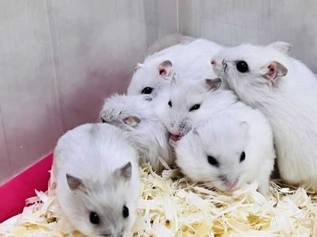 ジャンガリアン