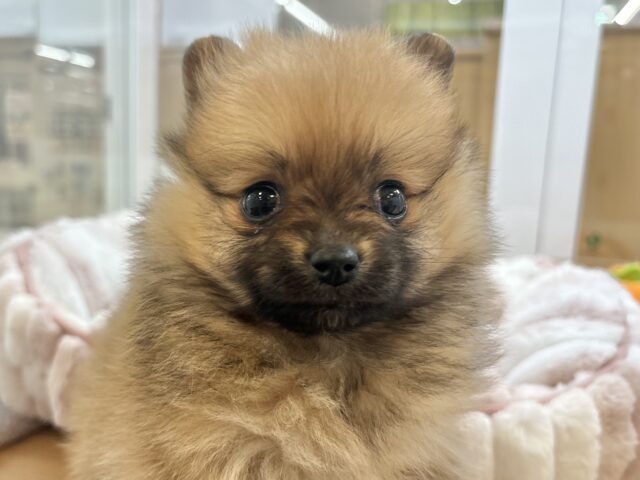 ポメラニアン