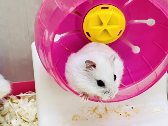 ジャンガリアン